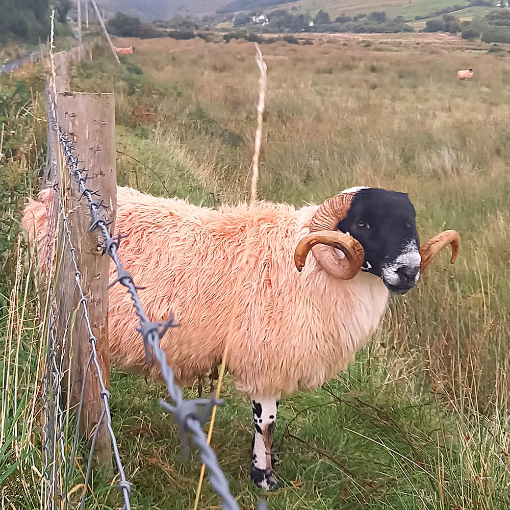 image of a sheep staring through a fence in Kilcar, County Donegal.